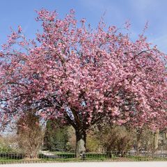 Japanese Cherry (Prunus serrulata)