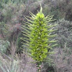 Puya Chilensis (Chiliean Puya, Bromeliaceae, Bromeliad)