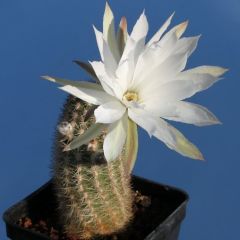 Pygmaeocereus Bylesianus Seeds