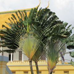 Ravenala Madagascariensis Seeds (Traveler's Palm Seeds)