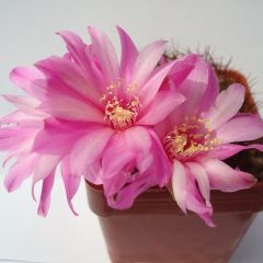 Rebutia Mentosa Seeds