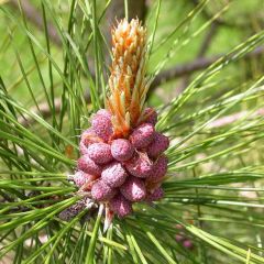 Red Pine Seeds (Pinus resinosa)