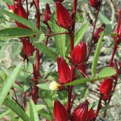 Roselle (Hibiscus sabdariffa)