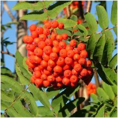 Rowan (Sorbus aucuparia)