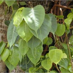 Ficus Religiosa Seeds (Bodhi Tree, Bo Tree, Sacred Fig)