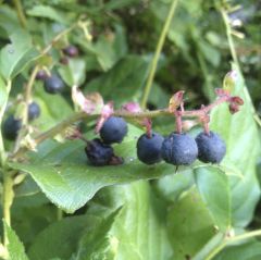 Salal Seeds (Gaultheria shallon)
