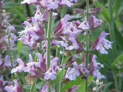 Salvia officinalis Seeds (Common Sage Seeds)