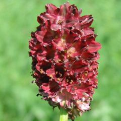 Great Burnet (Sanguisorba officinalis)