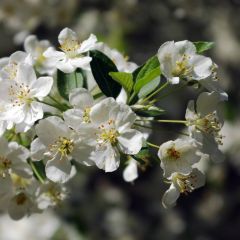 Sargent Crabapple (Malus sargentii)