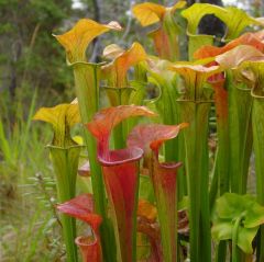 Sarracenia Oreophila Mix of Forms (Heavily Veined)