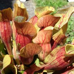 Sarracenia Purpurea (Purple Pitcher Plant)