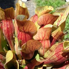Sarracenia