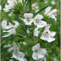 Satureja montana (Winter Savory) ORGANIC seeds