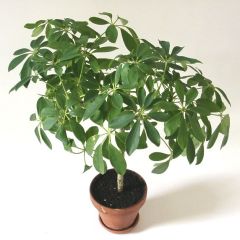 Dwarf Umbrella Tree Seeds (Schefflera arboricola)