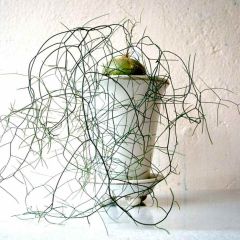 Schizobasis Intricata Seeds