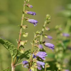 Blue Skullcap (Scutellaria lateriflora)