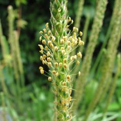 Seaside Plantain Seeds (Plantago maritima)