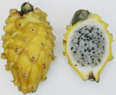 Selenicereus Megalanthus - Yellow Pitaya