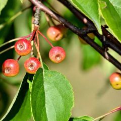 Siberian Crabapple Seeds (Malus baccata)