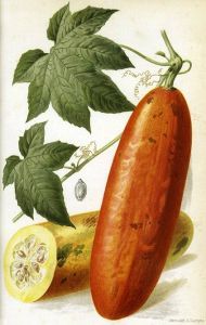 Sicana Odorifera - Cassabanana