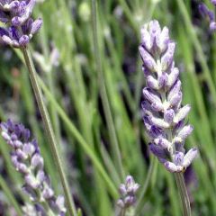 Spike Lavender Seeds (Lavandula latifolia)