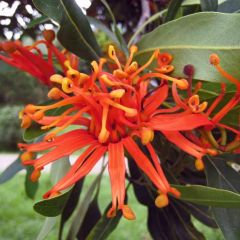 FireWheel Tree Seeds (Stenocarpus Sinuatus)