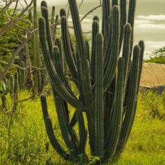Stenocereus Griseus (Mexican Organ Pipe)