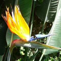 Strelitzia Reginae Seeds (Bird of Paradise Seeds)