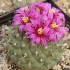 Strombocactus Pulcherrimus