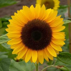 Helianthus Annuus Seeds (Sunflower Seeds)