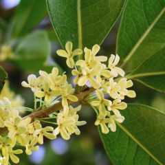 Sweet Olive (Osmanthus fragrans)