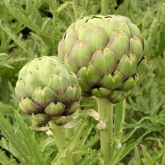 Artichoke Tavor Seeds