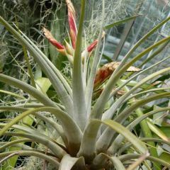 Tillandsia Fasciculata Seeds (Giant Airplant)