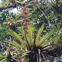 Tillandsia Fendleri