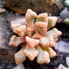 Titanopsis Hugo-Schlechteri