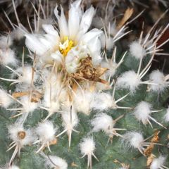 Turbinicarpus Hoferi Seeds