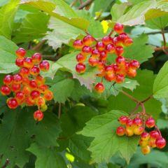 Guelder-Rose (Viburnum opulus)