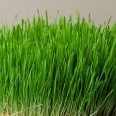 Wheatgrass