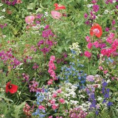 Wildflower Seeds Mix : Shade