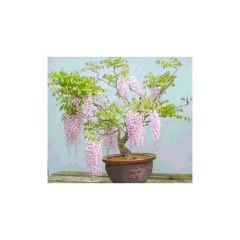 Wisteria Floribunda (Japanese Wisteria)