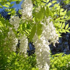 Chinese Wisteria Seeds (Wisteria Sinensis Alba Seeds) on Rarexoticseeds.com