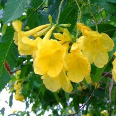 Yellow Trumpet Bells Seeds