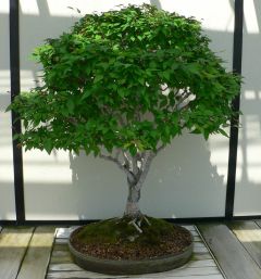 Zelkova Serrata Japanese Zelkova