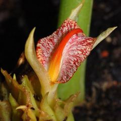 Zingiber Rubens Seeds (Bengal Ginger Seeds)