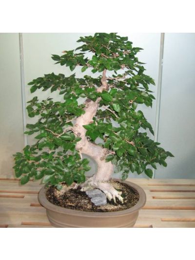 Graines Carpinus Coreana