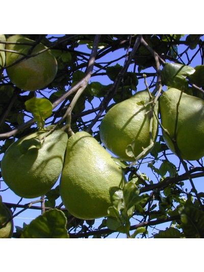Graines Citrus Maxima (Graines Pamplemoussier)