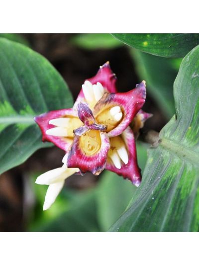 Graines Costus Guanaiensis (Graines Gingembre Spirale)
