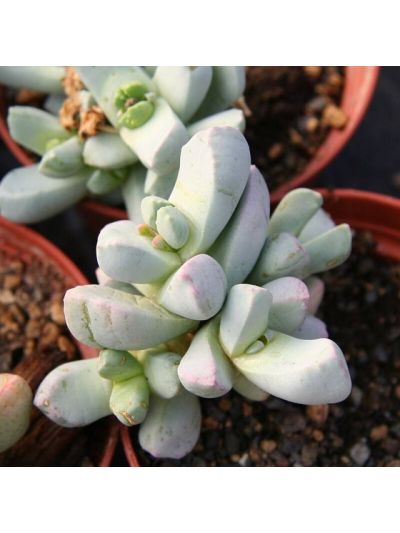 Graines Dracophilus dealbatus