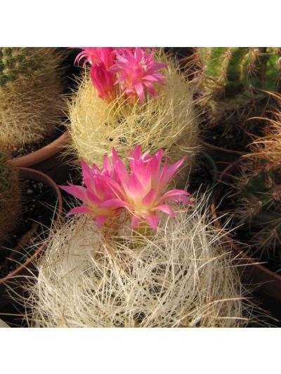 Graines Eriosyce Senilis Seeds 