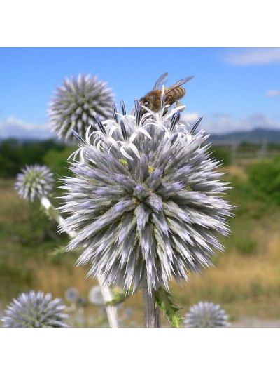 Graines Echinops Sphaerocephalus (Oursin à têtes rondes)